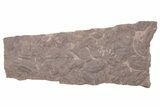 Ordovician Trilobite Mortality Plate (Pos/Neg) - Morocco #218667-1